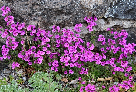 Erinus alpinus - 8cm pot 